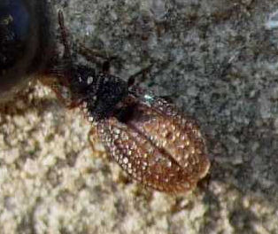 Campylosteira cf orientalis f. italica